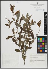 Foto von Salix atrocinerea Brot.